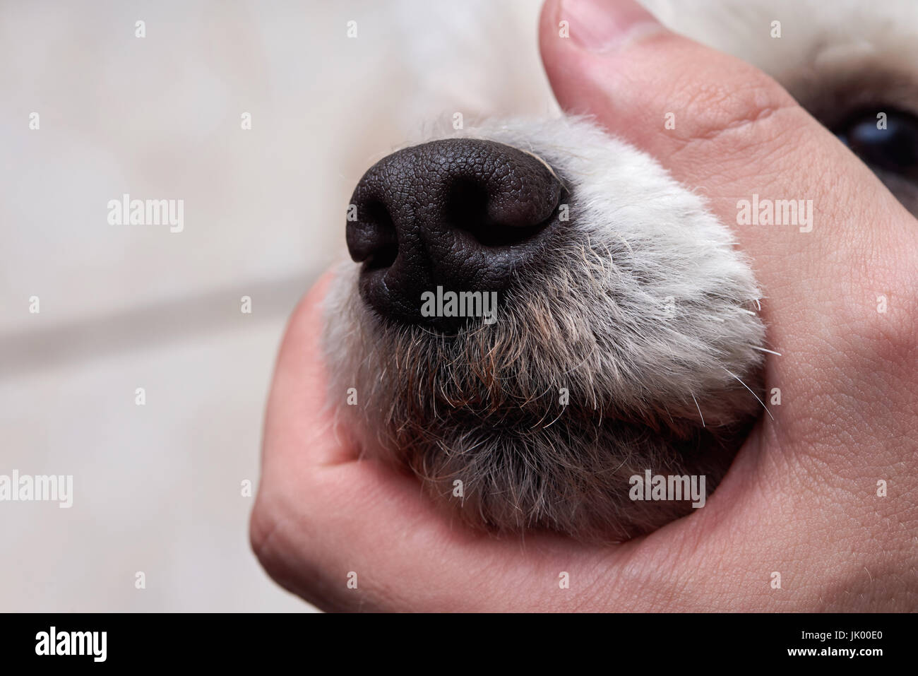Violence over dog theme. Man holding dog mouth shut close-up Stock Photo