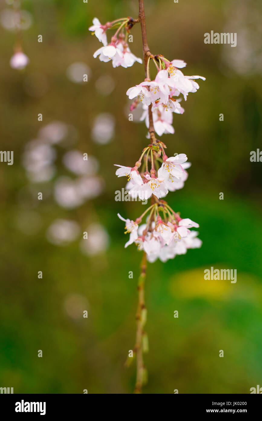 Cherry blossoms with green background Stock Photo - Alamy