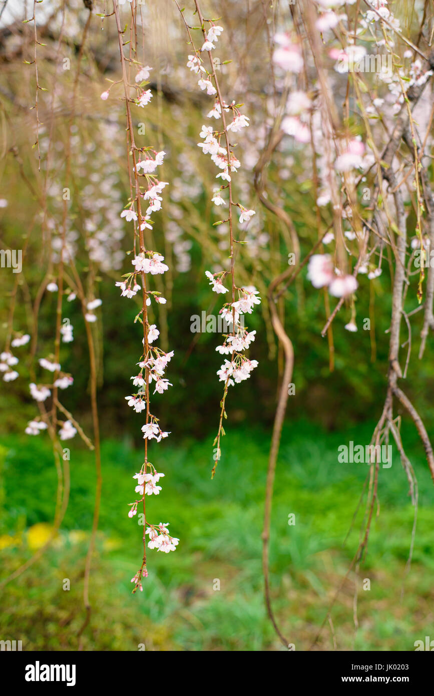 Cherry blossoms with green background Stock Photo - Alamy