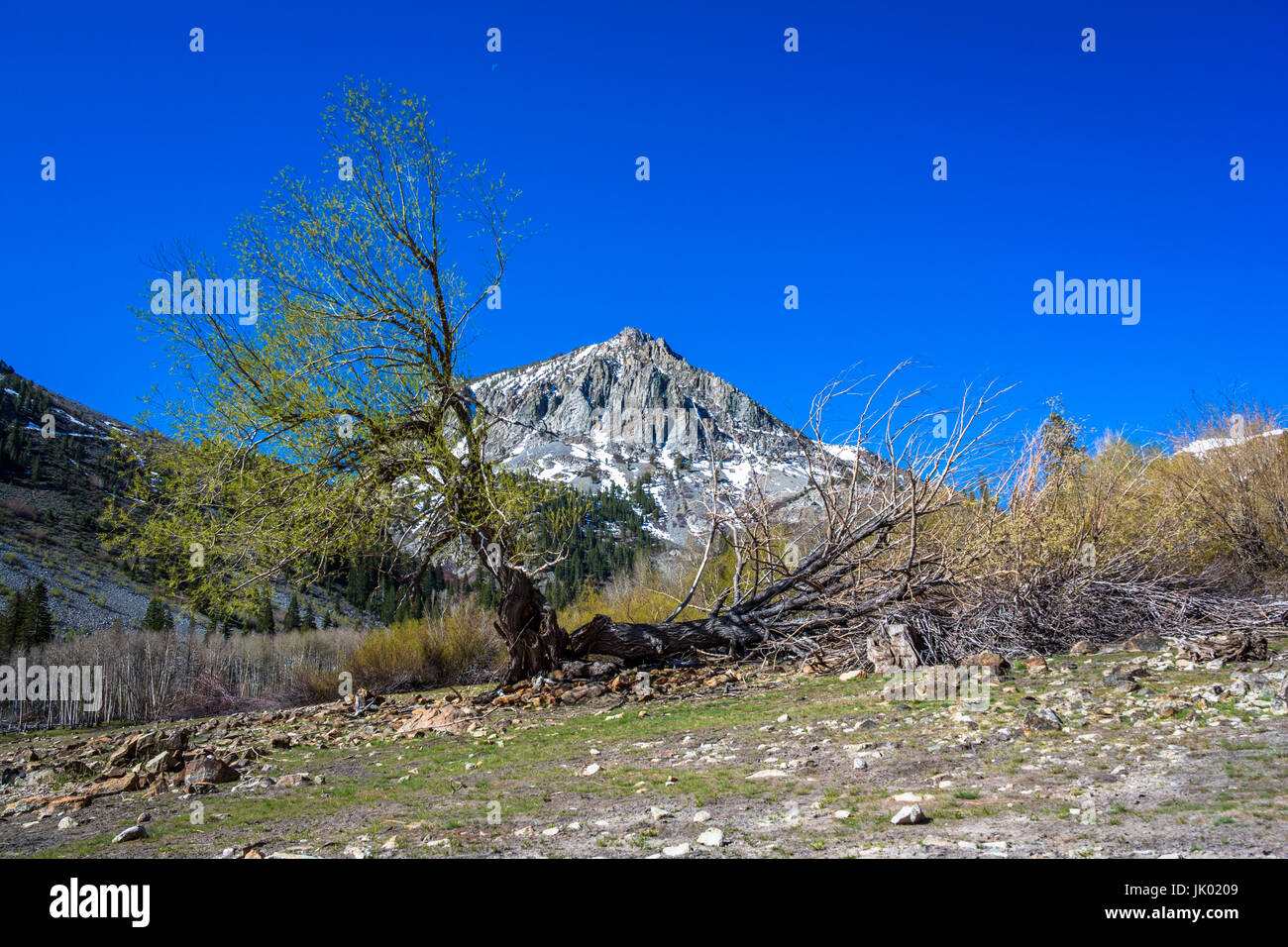 A dying tree split in half falls over in front of a mountain, near