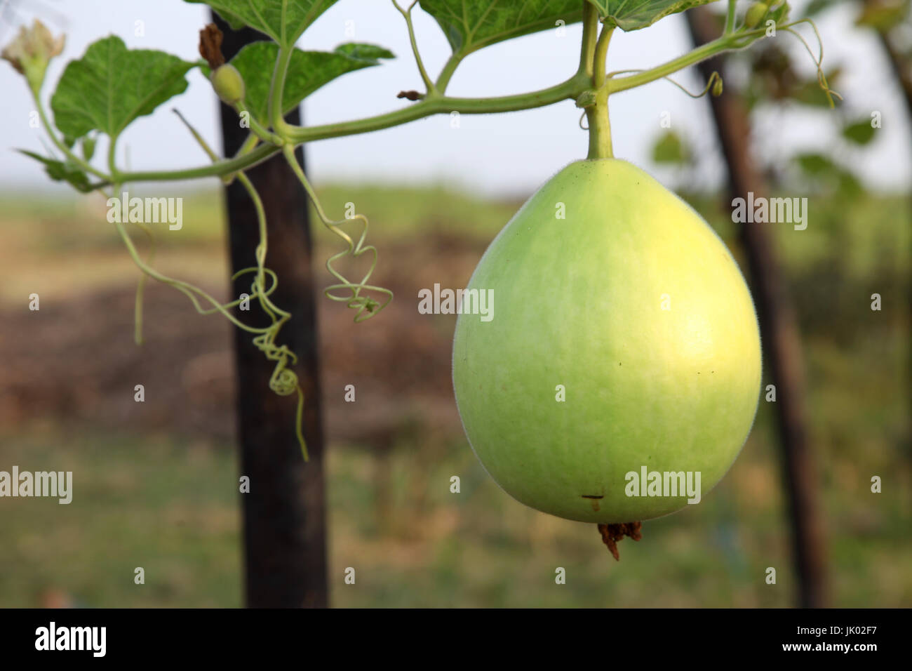 agricultural plantations of gourd fruit Stock Photo Alamy