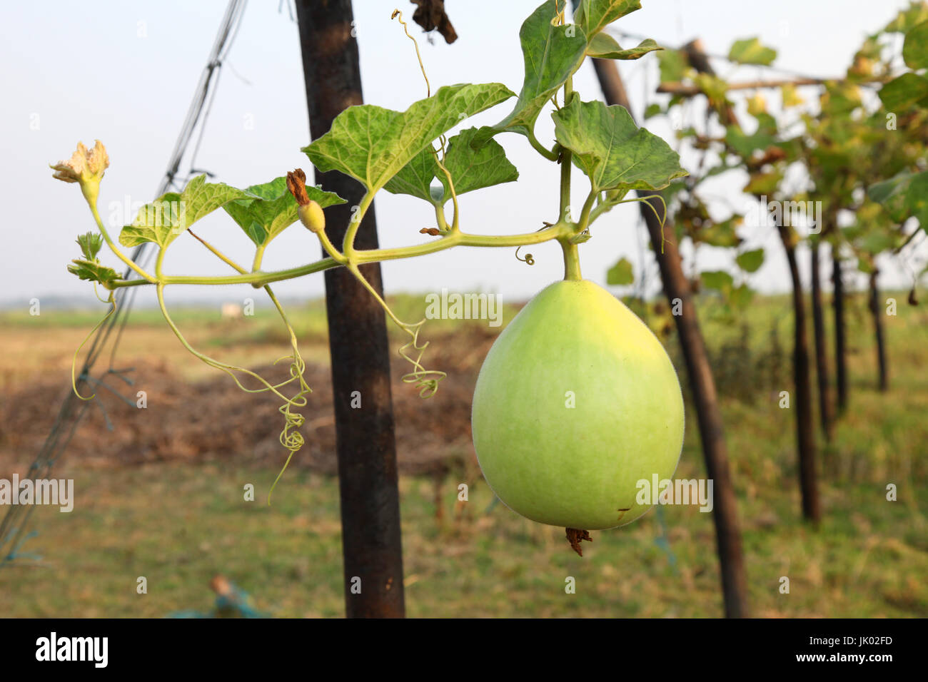 agricultural plantations of gourd fruit Stock Photo Alamy