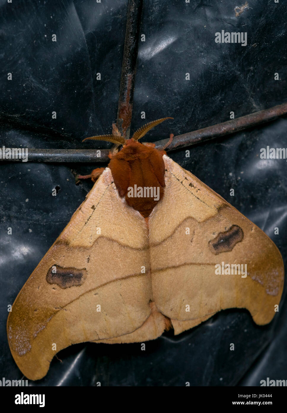 Adult orange malacosoma moth in the night Stock Photo