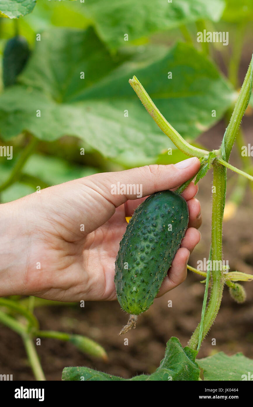 Классификация сортов огурцов. Схема подкормки рассады огурцов. Болезни плодов огурца. Схема удобрения огурцов в открытом грунте. Полезные качества огурца.