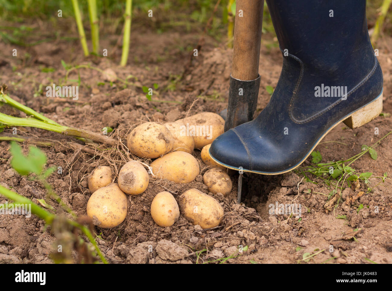 Harvesting Potatoes. Farmer Digging Potatoes Of Ground. Fresh Potato
