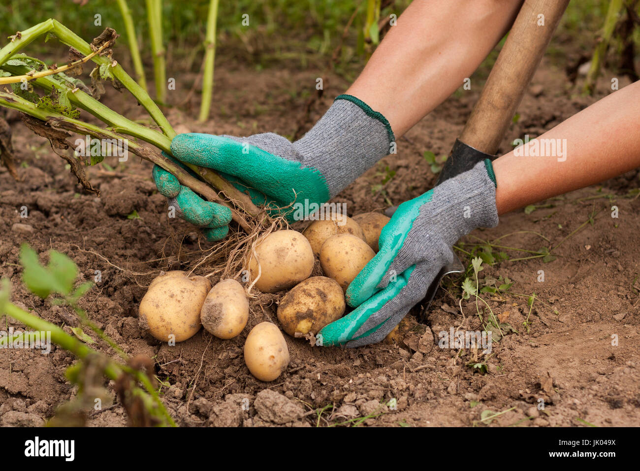 Potato harvest hand hires stock photography and images Alamy