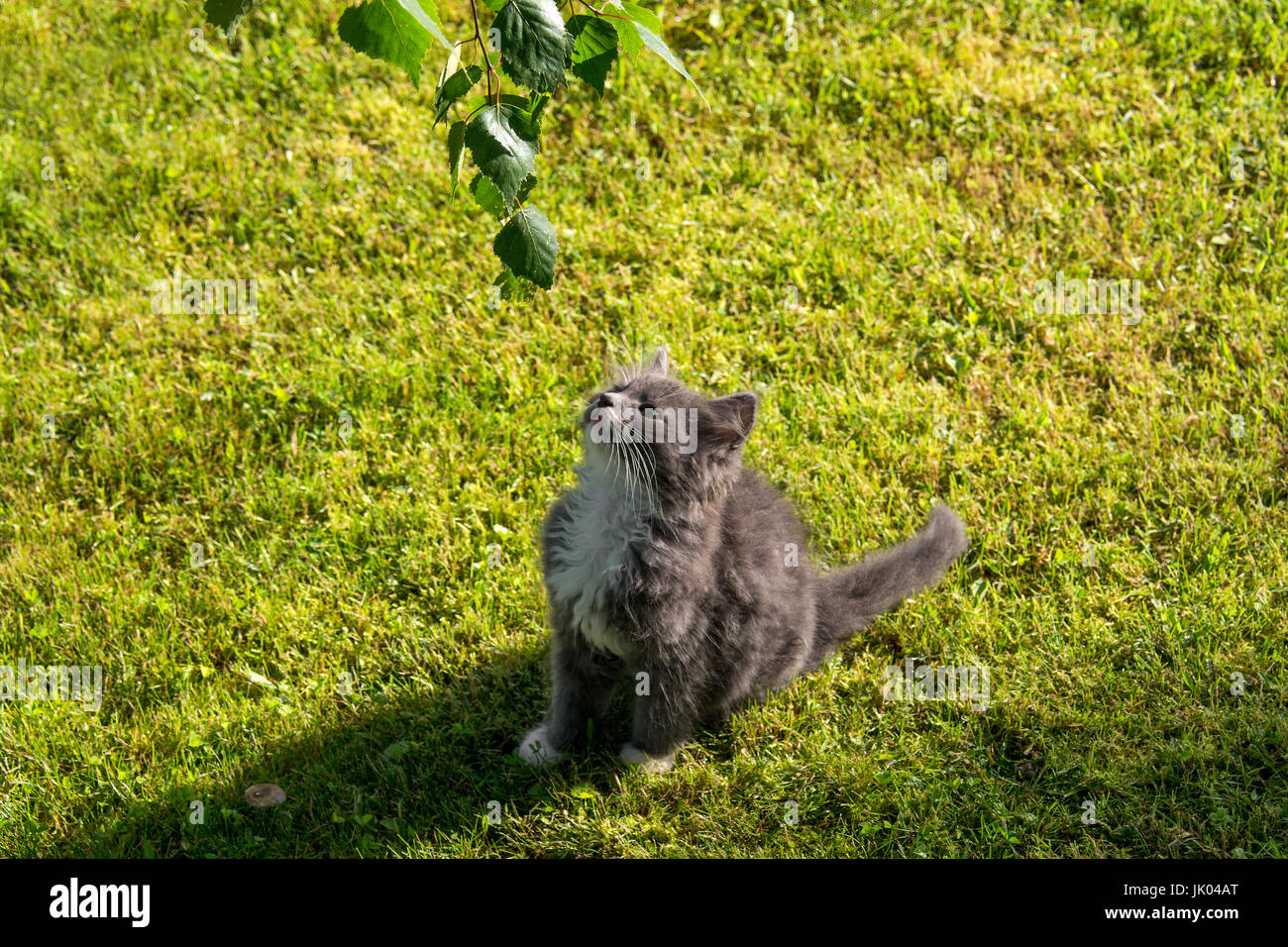 Little kitten on green grass Stock Photo - Alamy