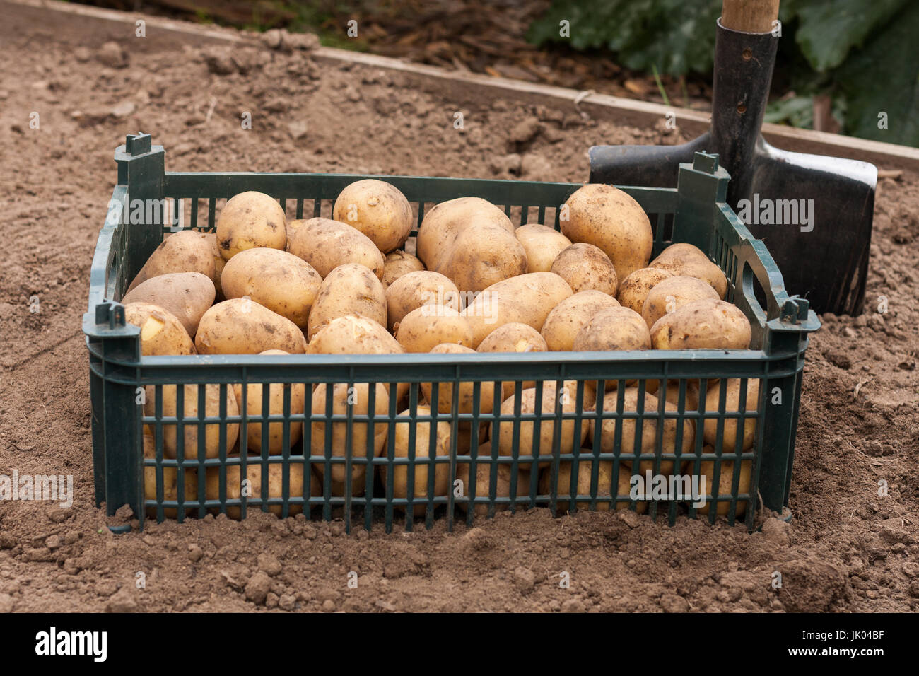 Harvesting Potatoes. Fresh Potato In Plastic Box With Spade Outdoor In Summer Season. Fresh Young Potato. Stock Photo