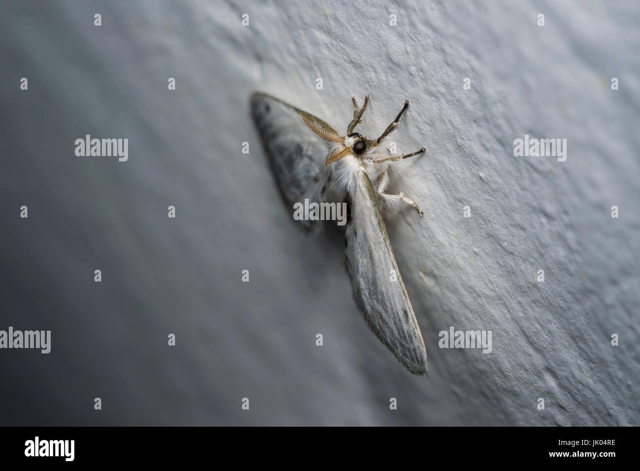 White butterfly standing on a white wall Stock Photo