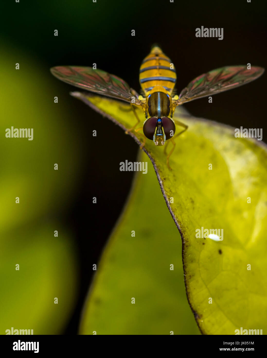 Toxomerus marginatus or flower fly on a green leaf Stock Photo