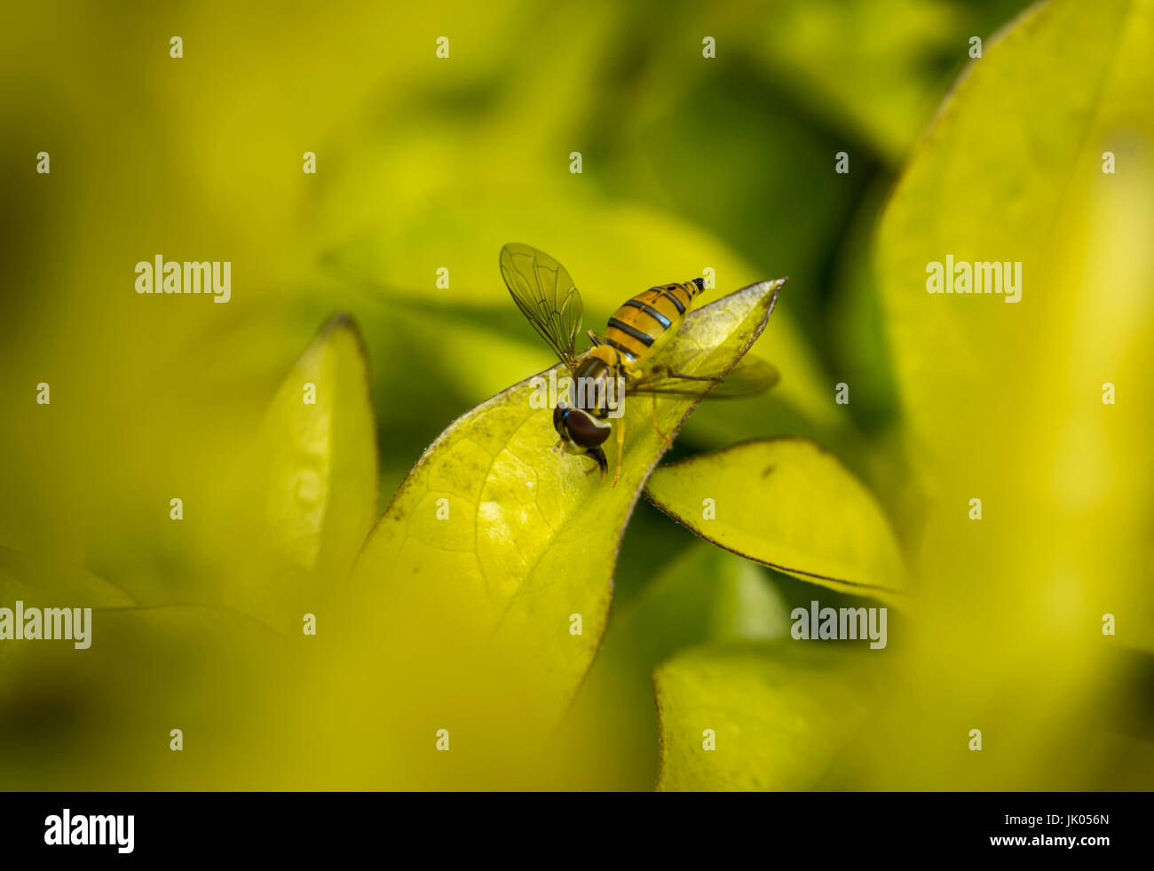 Toxomerus marginatus or flower fly on a green leaf Stock Photo