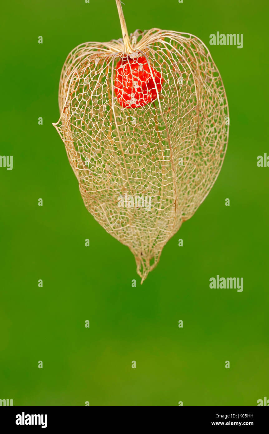 Japanese Lantern, fruit / (Physalis franchetii, Physalis alkekengi