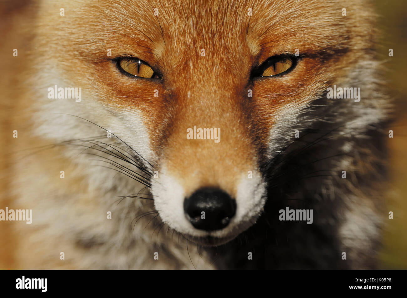 Red Fox / (Vulpes vulpes) | Rotfuchs / (Vulpes vulpes) Stock Photo