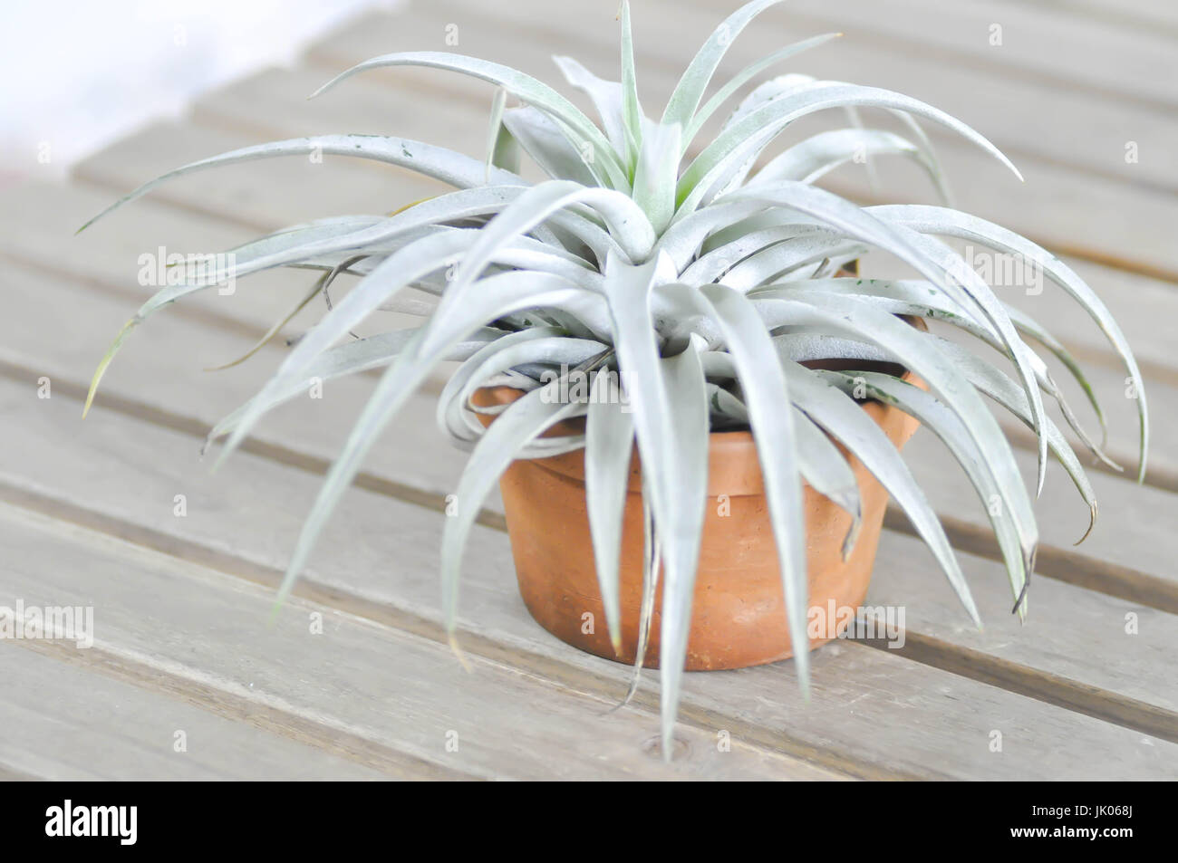 Xeric tillandsia hi-res stock photography and images - Alamy