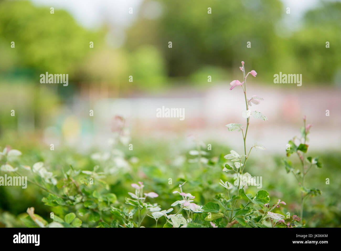 Natural close-up a small plant, selective focus and blur background. Green  freshness wallpaper with soft effect filter Stock Photo - Alamy