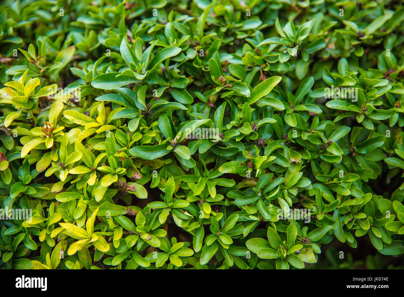 1,915,174 Small Green Leaf Images, Stock Photos, 3D objects, & Vectors
