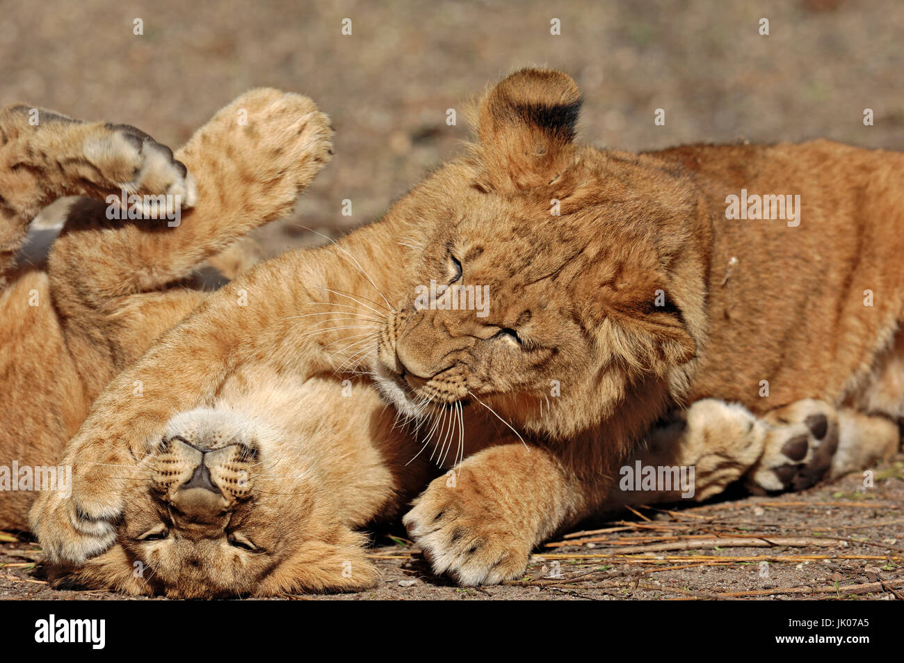 African Lions, cubs / (Panthera leo)  Afrikanische Loewen, Jungtiere / (Panthera leo) / Afrikanischer Löwe Stock Photo