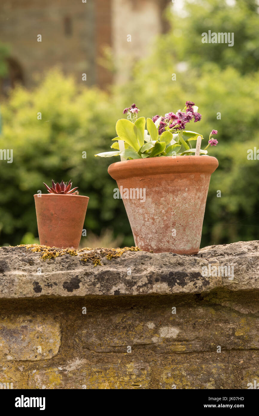 Auricula plant in a terracotta pot Stock Photo