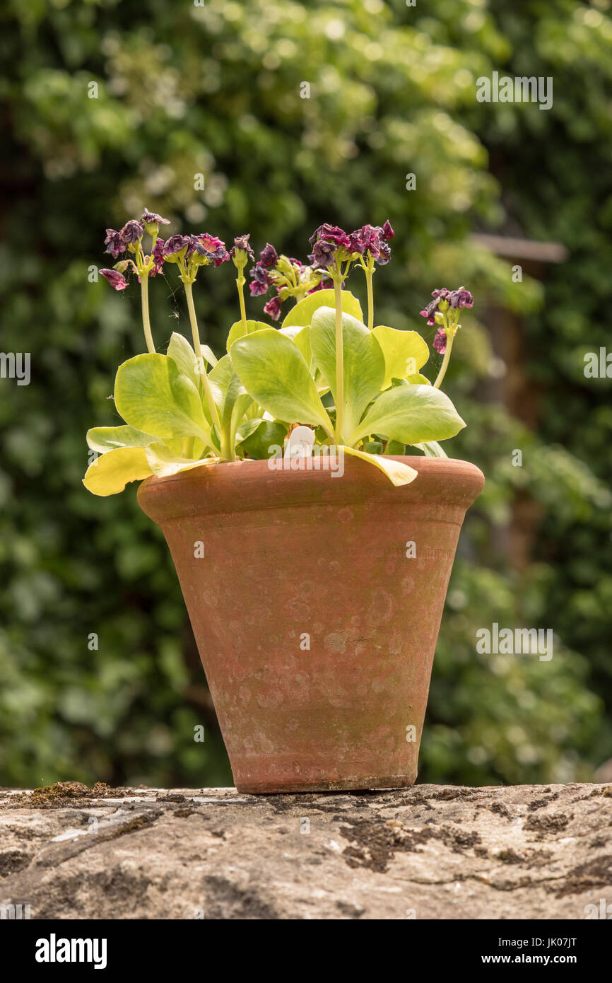 Auricula plant in a terracotta pot Stock Photo