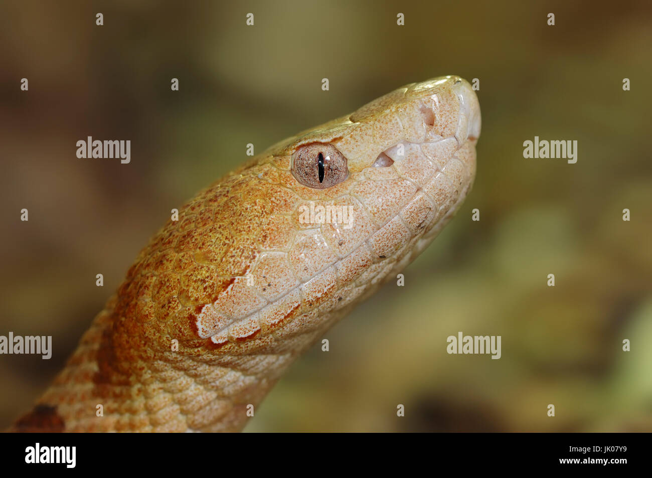 Copperhead / (Agkistrodon contortrix) Kupferkopf / (Agkistrodon