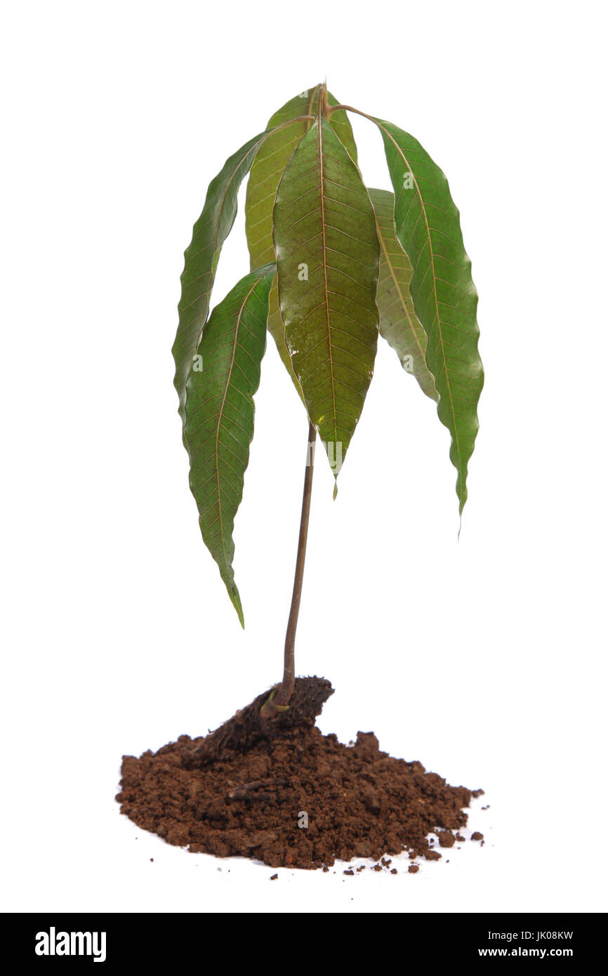 Mango seedling with seed and fresh leaves isolated on white Stock Photo