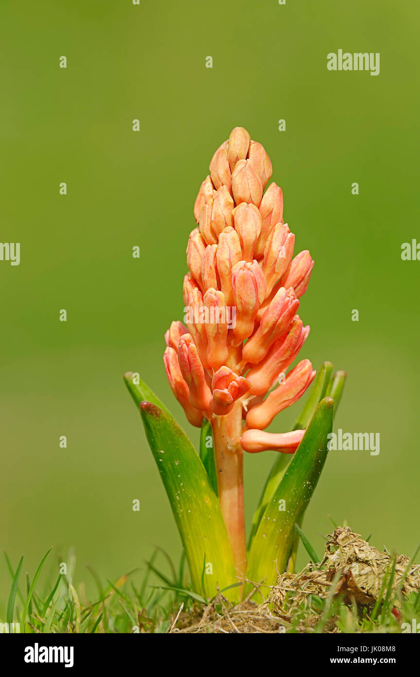 Hyacinth, flower bud / (Hyacinthus orientalis hybride) | Hyazinthe / (Hyacinthus orientalis hybride) / Gartenhyazinthe Stock Photo
