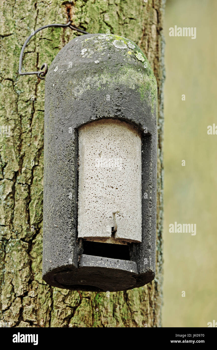 Batbox on tree, North Rhine-Westphalia, Germany | Fledermauskasten an Baum, Nordrhein-Westfalen, Deutschland Stock Photo