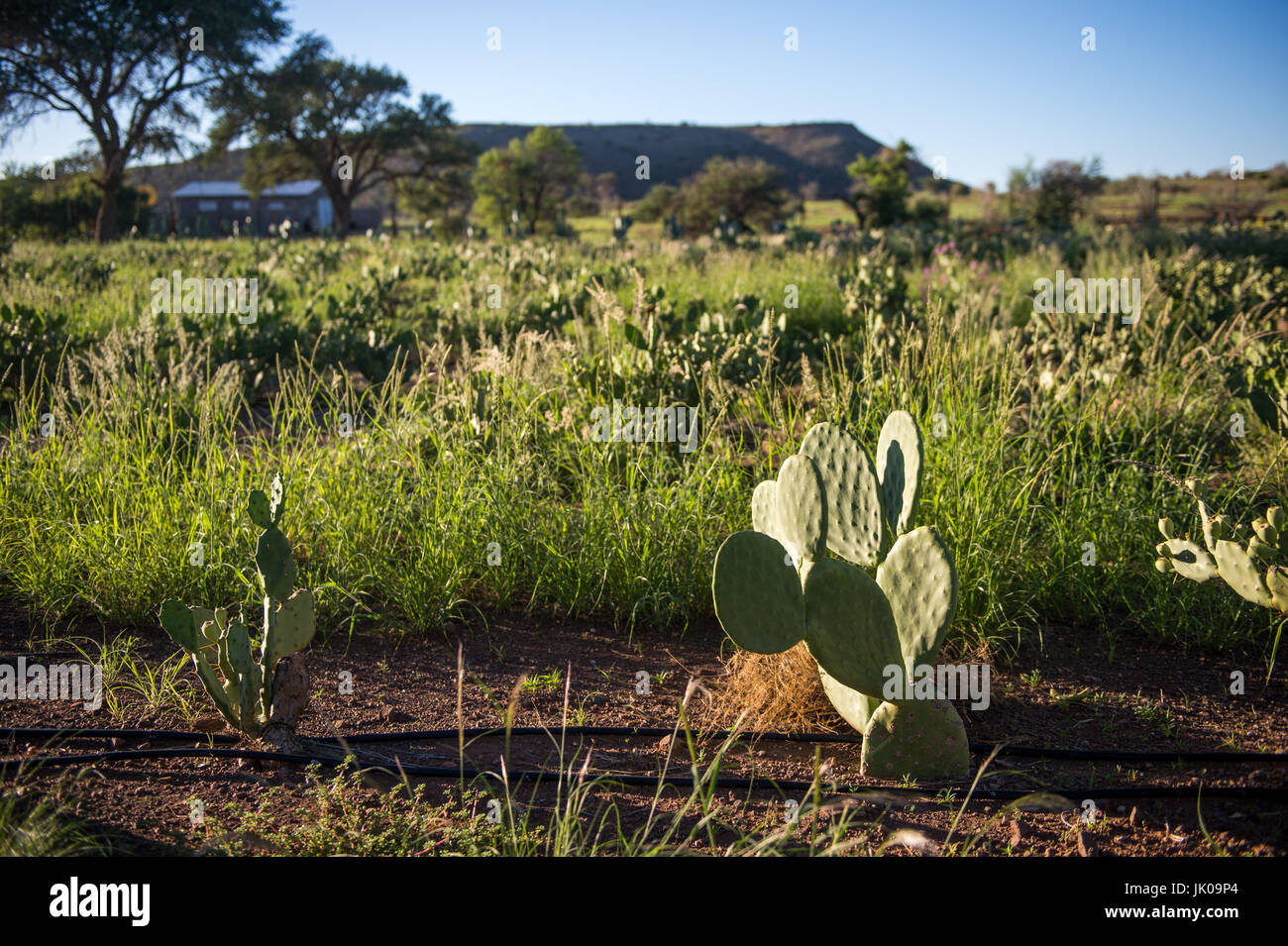 Prickley Pear cacti plants grow in the sunlight on Dabis Guest Farm in