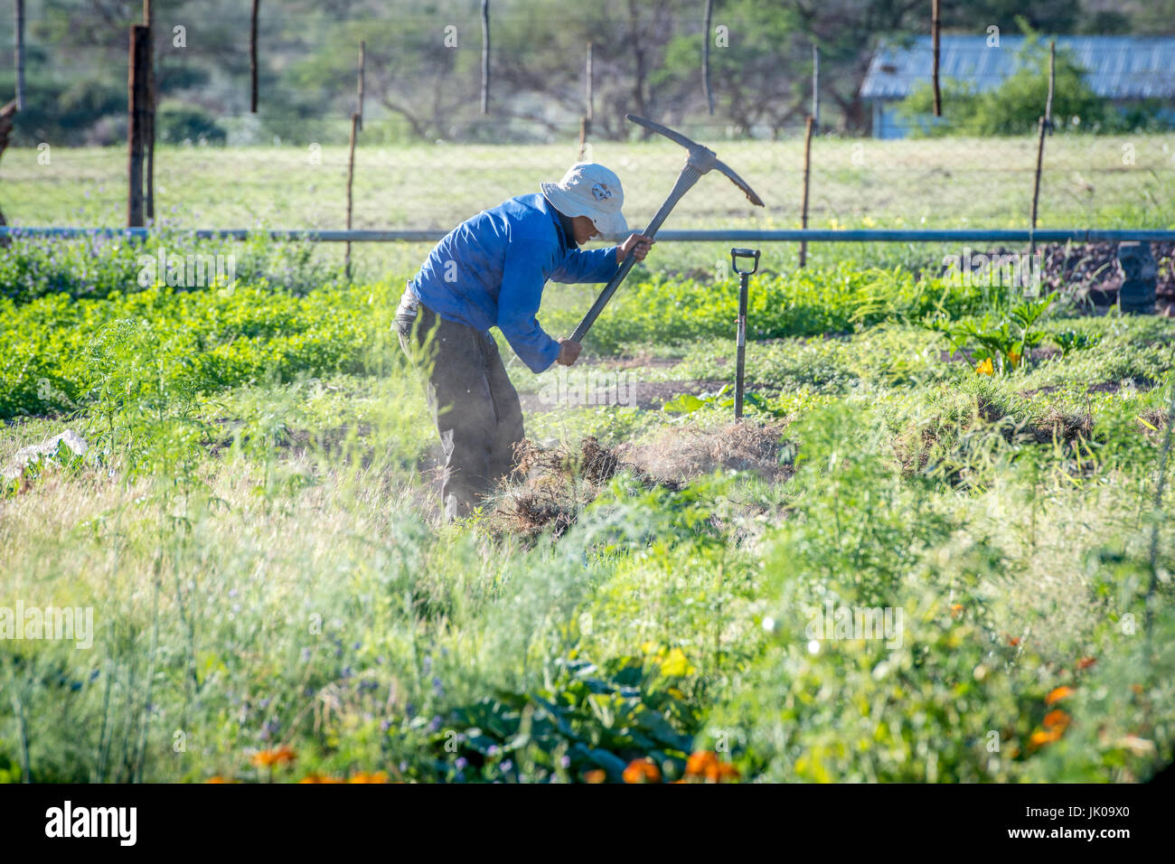 Farm worker using a pickaxe while working in a garden on Dabis Guest Farm in Helmeringhausen, southern Namibia, Africa. Stock Photo