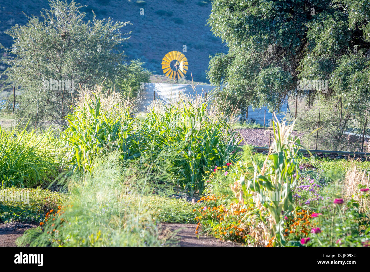 View of a lush garden and windmill on Dabis Guest Farm in Helmeringhausen, southern Namibia, Africa. Stock Photo
