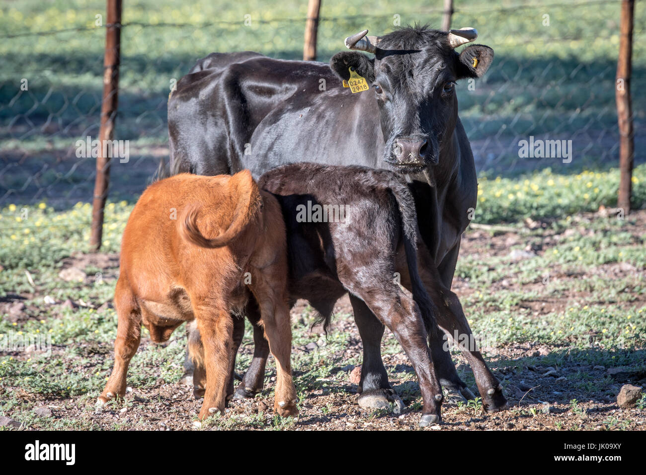 Cattle feeding her young calves on Dabis Guest Farm in Helmeringhausen