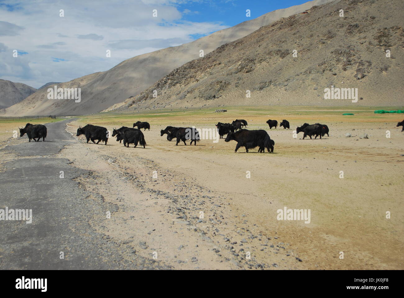 The wild yak Stock Photo