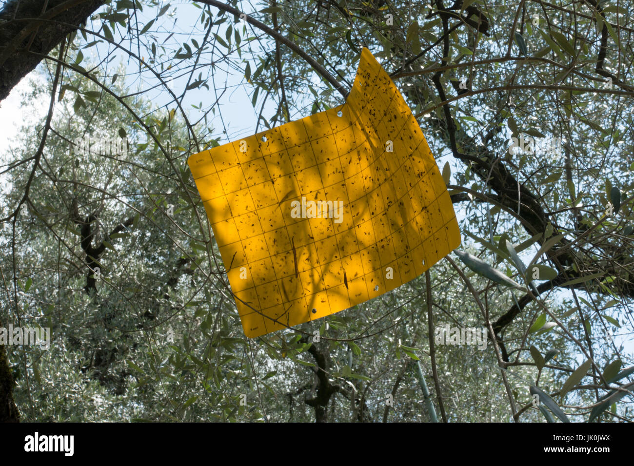 Olive Fruit Fly precautions, Lake Gards Stock Photo Alamy