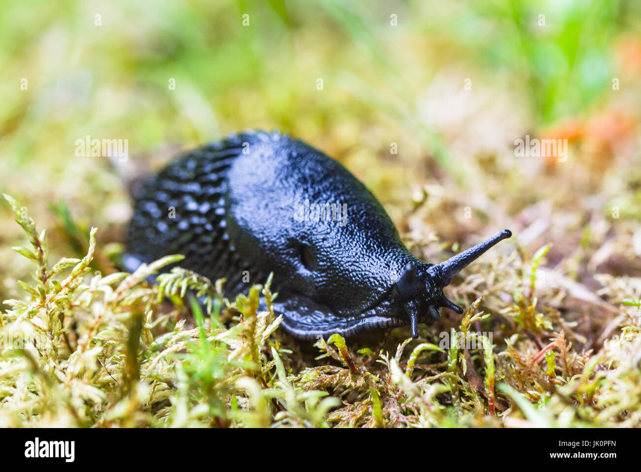 Arion vulgaris - Spanish slug Stock Photo
