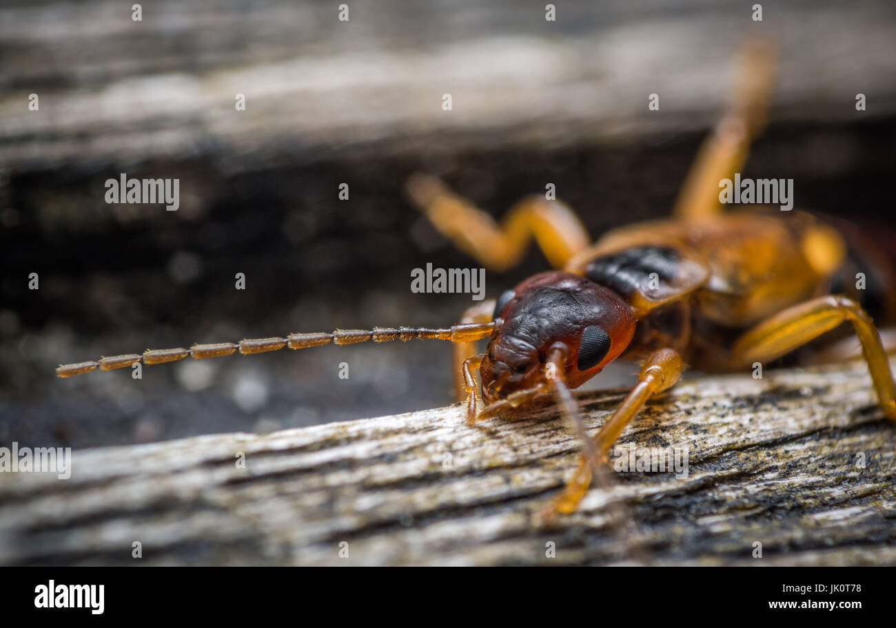 Common earwig european earwig forficula hi-res stock photography and ...
