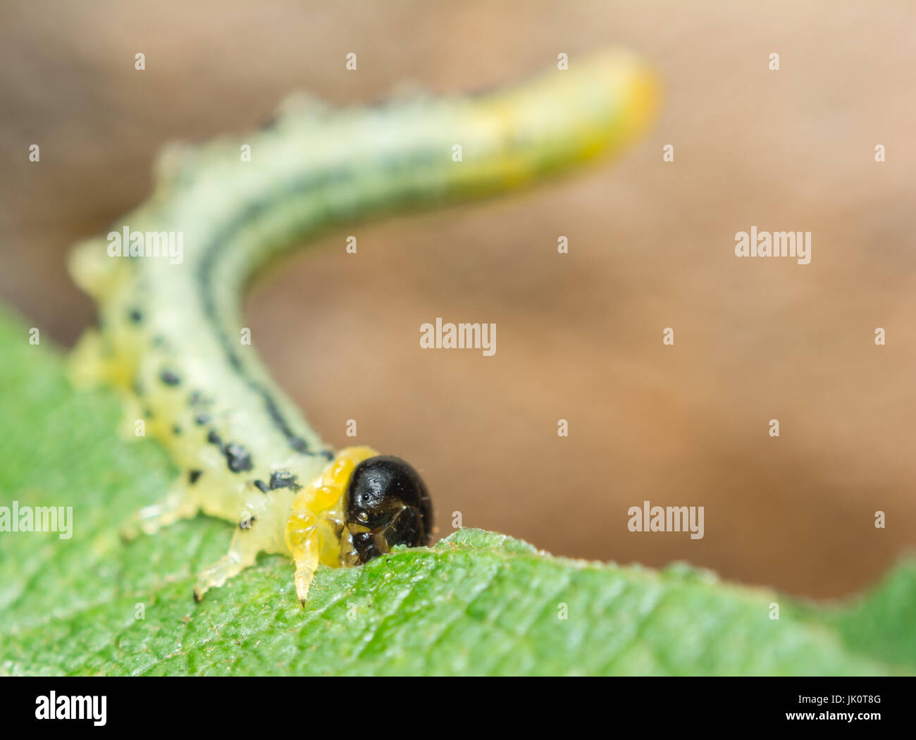 Dancing larva of a sawfly.  Species: Nematus pavidus Location: The Netherlands. Stock Photo