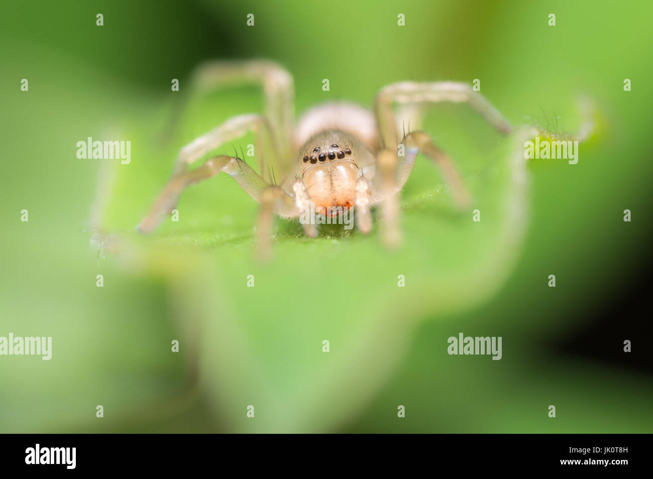 Anterior view of a sac spider looking straight into the camera. Family:  Clubionidae. Location: The Netherlands. Stock Photo