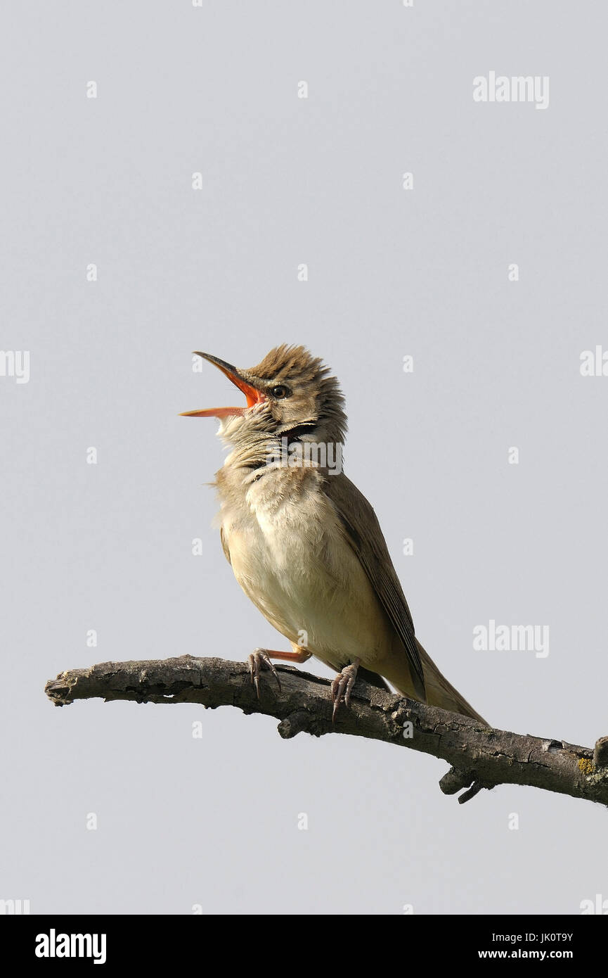 Throttle pipe singer Acrocephalu arundinaceus, Drosselrohrsaenger ...