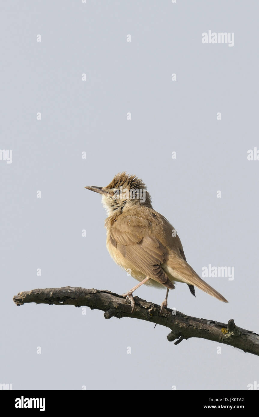 Throttle pipe singer Acrocephalu arundinaceus, Drosselrohrsaenger ...