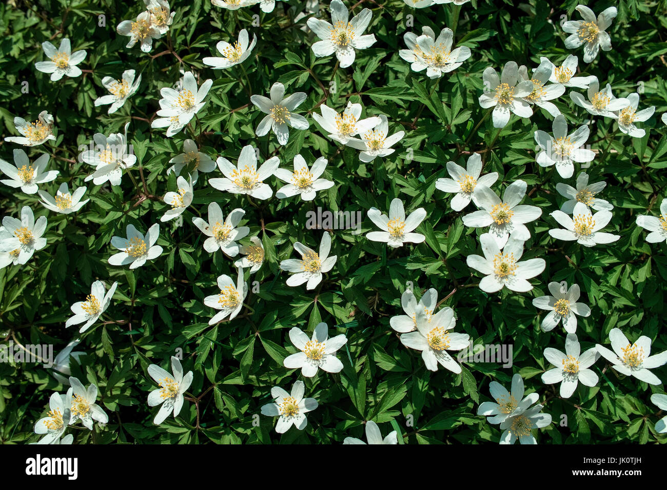 ground-covering surface growth of early-blossoming wood anemones before the light-robbing lukewarm construction desire of the forest trees and shrubs, Stock Photo