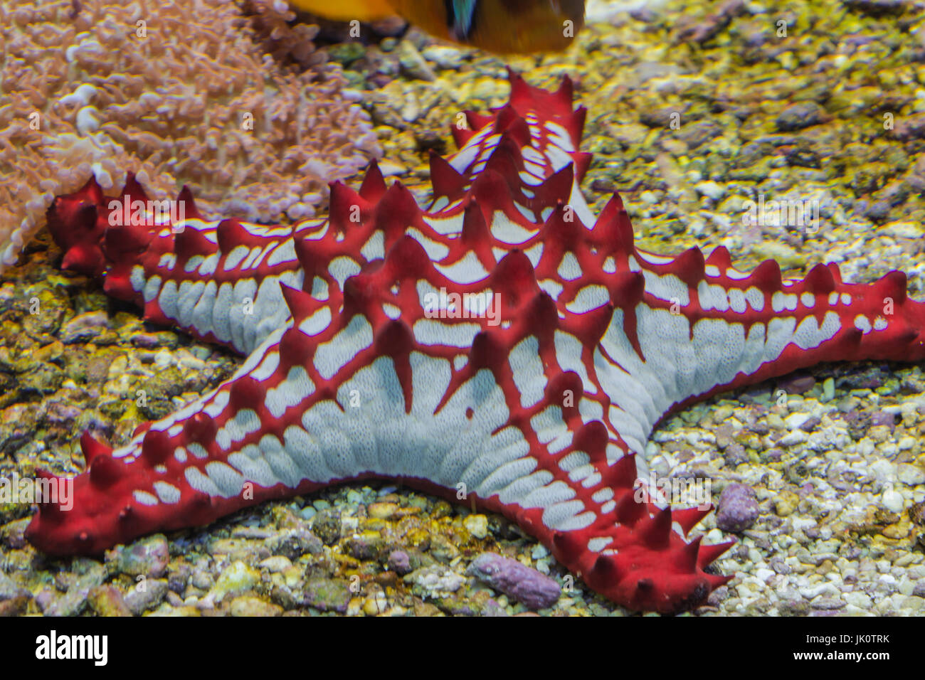 Lincks Roller Seester, Protoreaster linckii, Red Sea Star from the Indian Ocean. Stock Photo