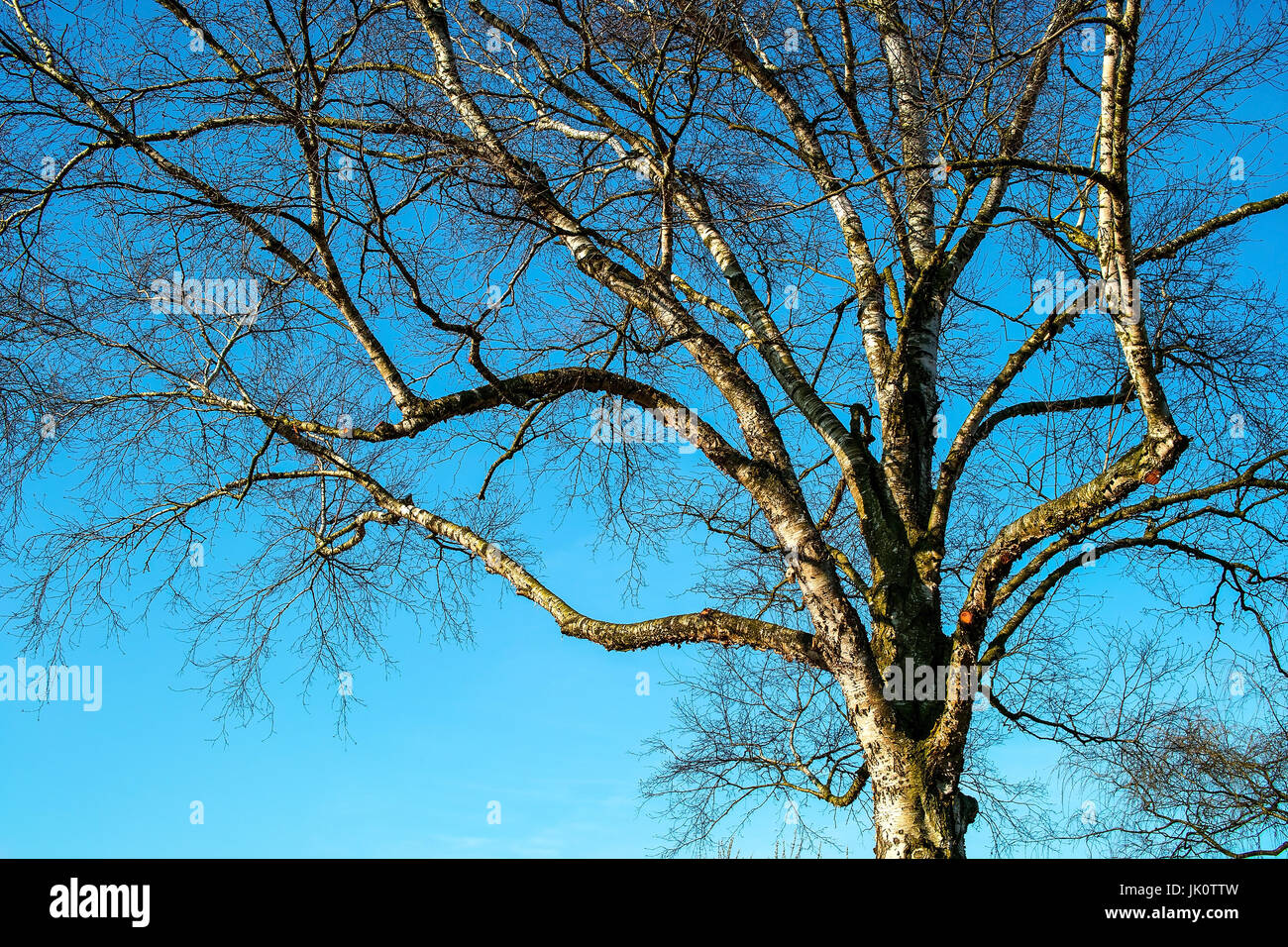 already bald slope birch under blue sky in late autumn, bereits kahle haengebirke unter blauem himmel im spaetherbst Stock Photo