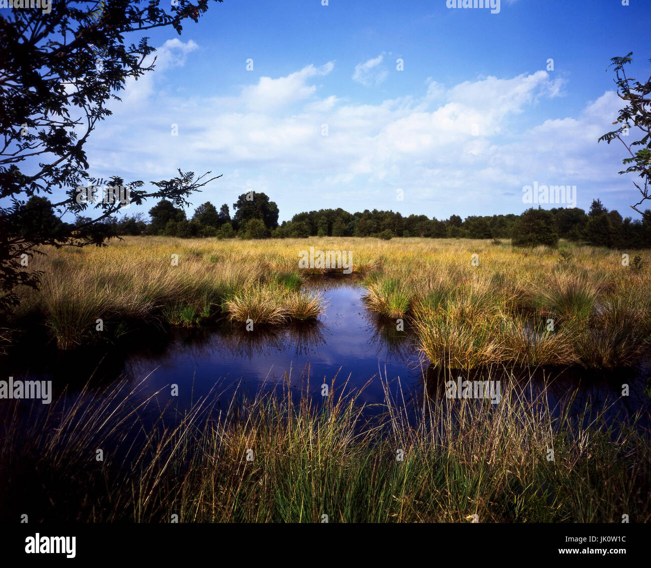 'moorschlenke with more unfathomably deep, surrounded by flighty rush and seggenried. pond of undefinable depth in the swamps; reeds and rush.', moors Stock Photo
