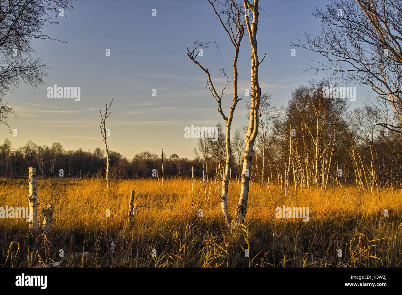 golden-autumnally luminous moor and limitative grove with moor birches in the Weser march, golden-herbstlich leuchtendes moor und begrenzendes waeldch Stock Photo