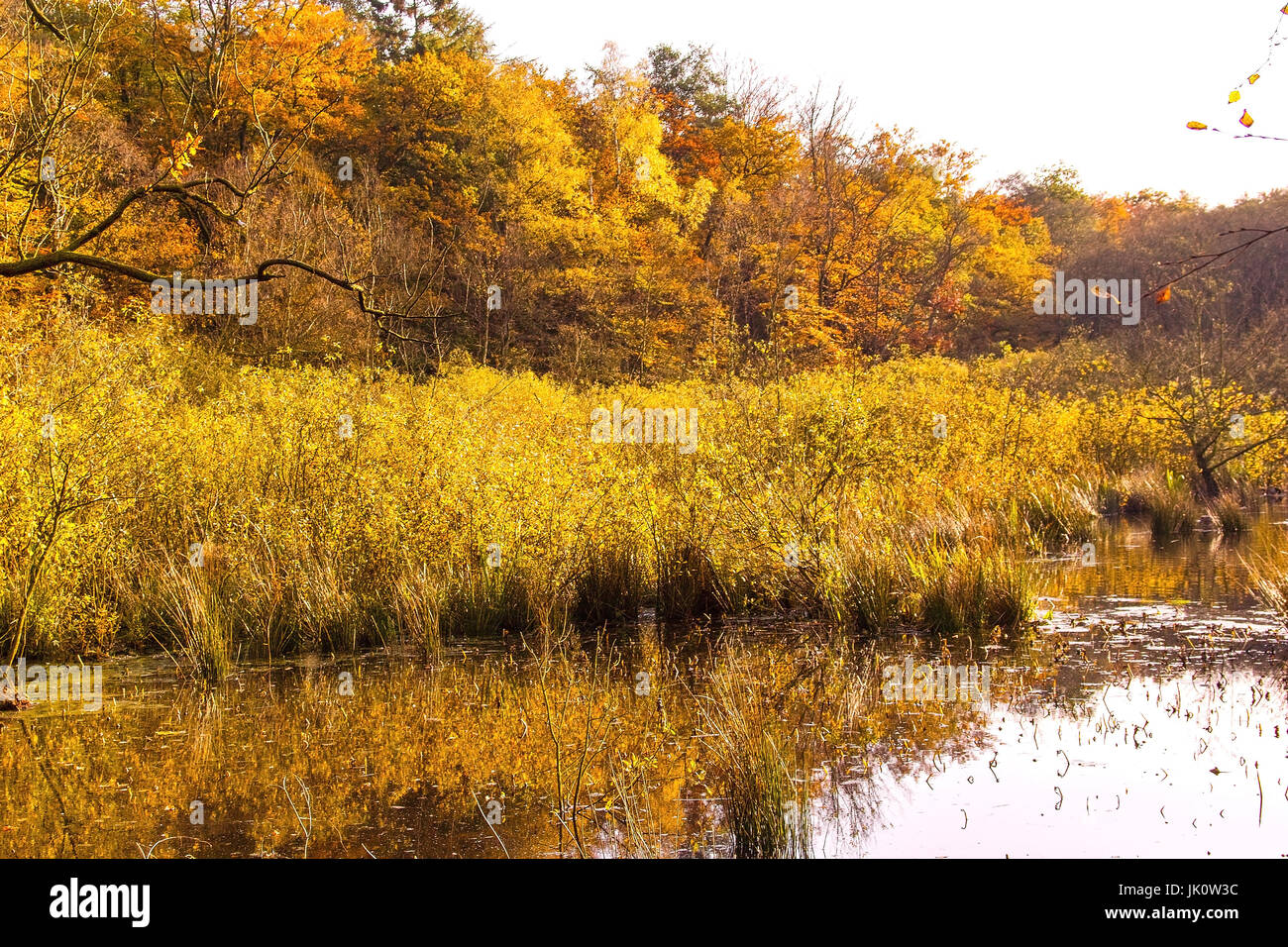 bank area of a forest pond in the midst of a break wood in autumn-coloured, uferbereich eines waldweihers inmitten eines bruchwaldes in herbstfarben Stock Photo