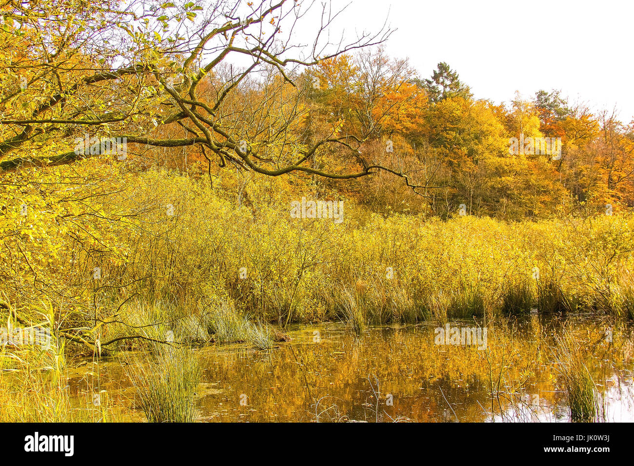 bank area of a forest pond in the midst of a break wood in autumn-coloured, uferbereich eines waldweihers inmitten eines bruchwaldes in herbstfarben Stock Photo