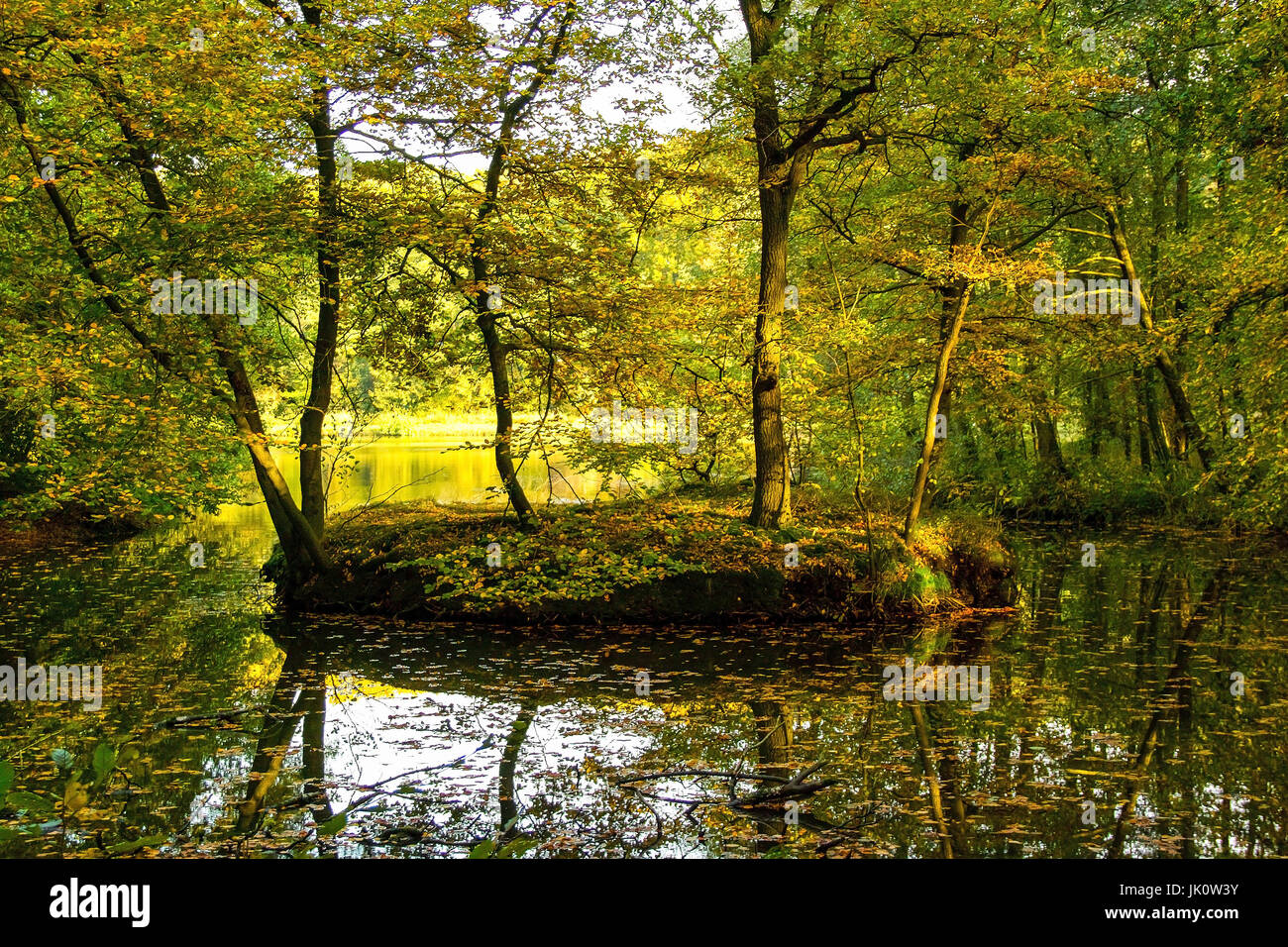 pond in the midst of a bright beech break wood with beginning autumn colouring, weiher inmitten eines lichten buchenbruchwalds mit beginnender herbstf Stock Photo