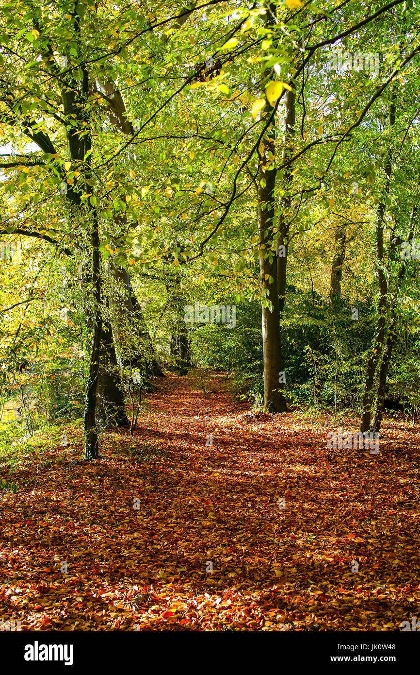 more autumnally away under book with faithfully to foliage, herbstlicher weg unter buchen mit laubstreu Stock Photo
