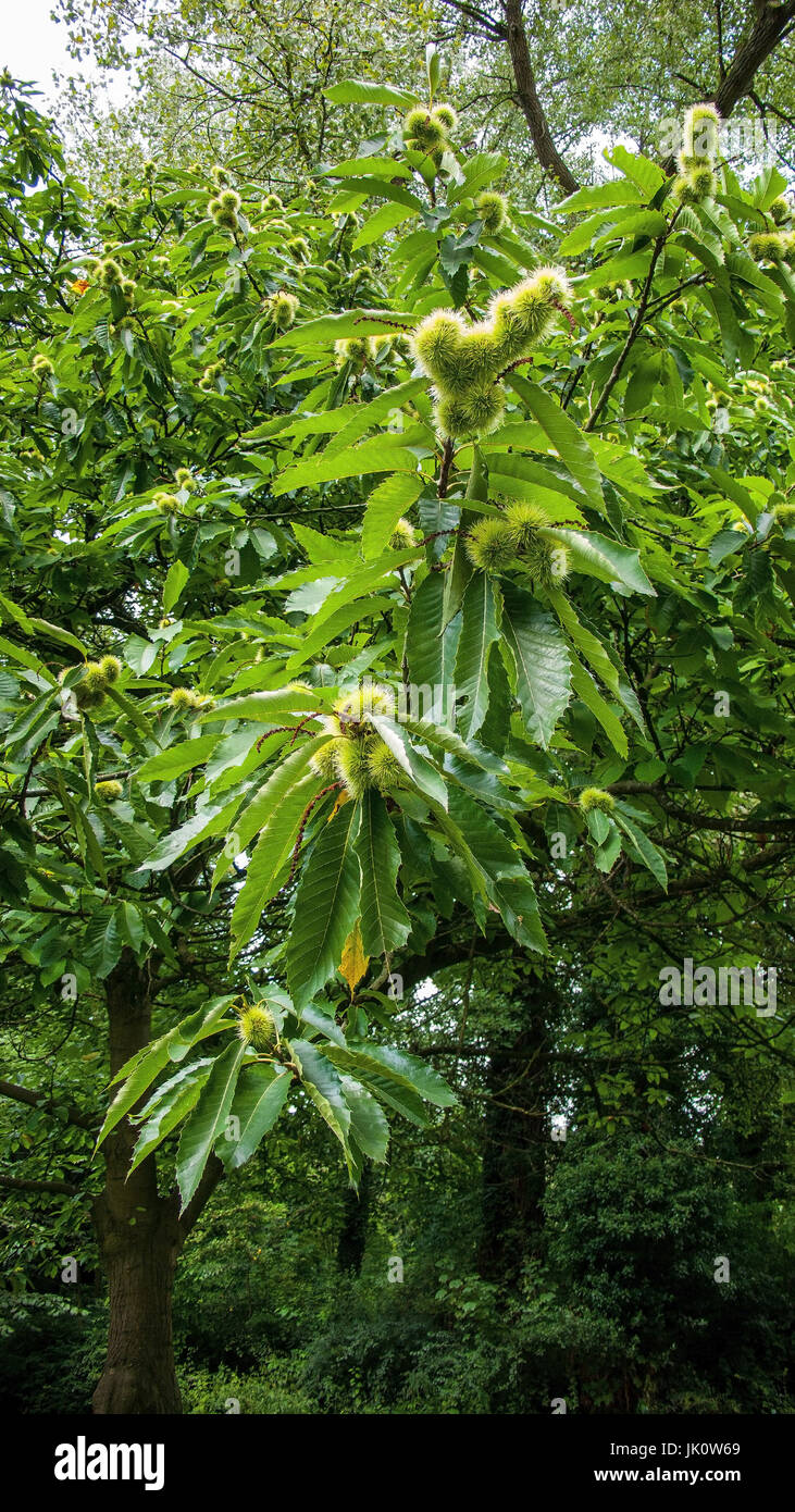 branch of a sweet chestnut with closed spiny fruit covers, ast einer edelkastanie mit geschlossenen stacheligen fruchthuellen Stock Photo