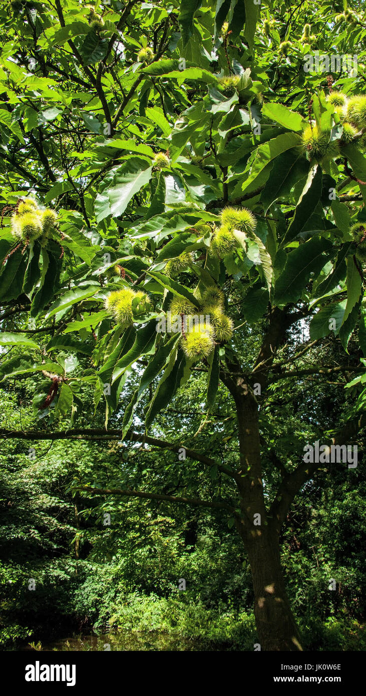 branch of a sweet chestnut with closed spiny fruit covers, ast einer edelkastanie mit geschlossenen stacheligen fruchthuellen Stock Photo